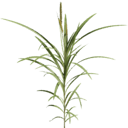 Cenchrus purpureus B spring summer