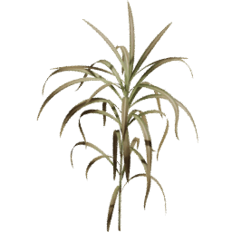 Cenchrus purpureus C autumn