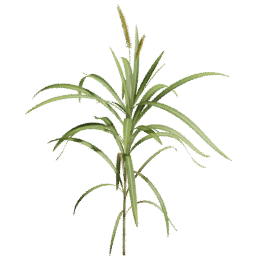Cenchrus purpureus C spring summer