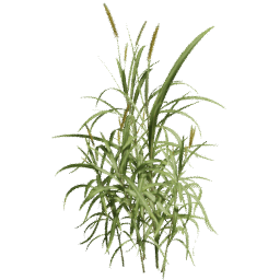 Cenchrus purpureus E spring summer