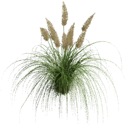 Cortaderia selloana A spring summer