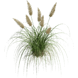 Cortaderia selloana B spring summer
