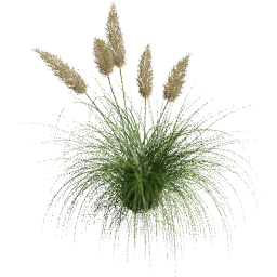 Cortaderia selloana C spring summer