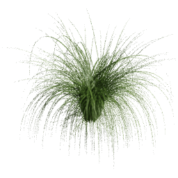 Cortaderia selloana D spring summer