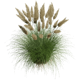 Cortaderia selloana E spring summer