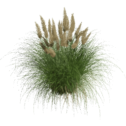 Cortaderia selloana F spring summer