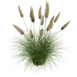 Cortaderia selloana G spring summer