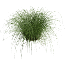 Cortaderia selloana H spring summer
