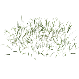 Cut Lolium perenne A spring summer