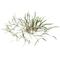 Cut Lolium perenne D spring summer
