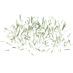 Cut Striped Lolium perenne A spring summer