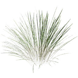 Cymbopogon citratus A spring summer