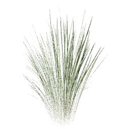 Cymbopogon citratus B spring summer