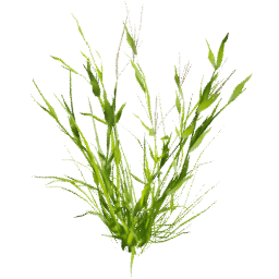 Digitaria sanguinalis A spring