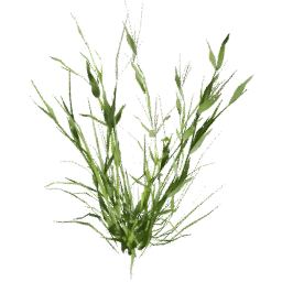 Digitaria sanguinalis A summer