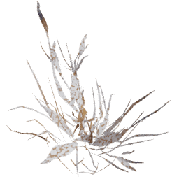 Digitaria sanguinalis A winter