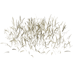 Dry Lolium perenne A spring summer