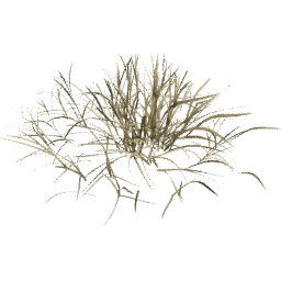 Dry Lolium perenne D spring summer