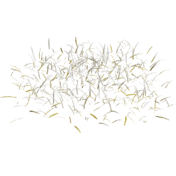 Frosted Dry Lolium perenne A autumn winter
