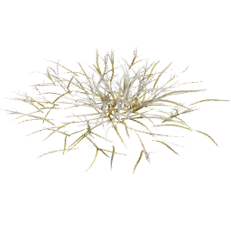 Frosted Dry Lolium perenne D autumn winter