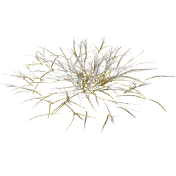 Frosted Lolium perenne D autumn winter