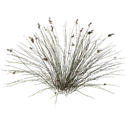 Juncus acutus B spring summer autumn