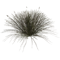 Juncus acutus C spring summer autumn