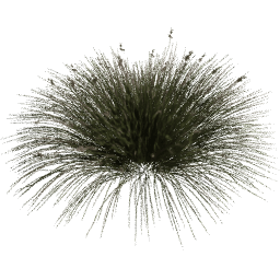 Juncus acutus D spring summer autumn