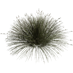 Juncus acutus E spring summer autumn