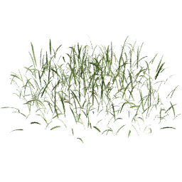 Lolium perenne A spring summer