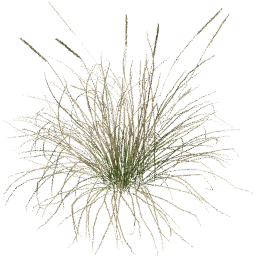 Muhlenbergia rigens A spring summer autumn