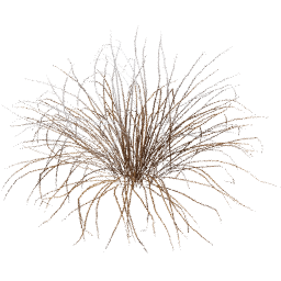 Muhlenbergia rigens A winter