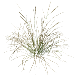 Muhlenbergia rigens B spring summer autumn