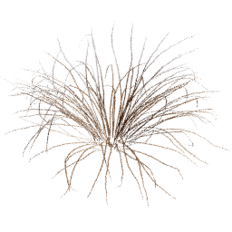 Muhlenbergia rigens B winter