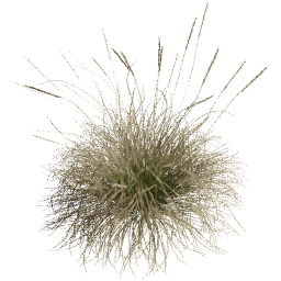 Muhlenbergia rigens C spring summer autumn