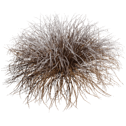Muhlenbergia rigens C winter