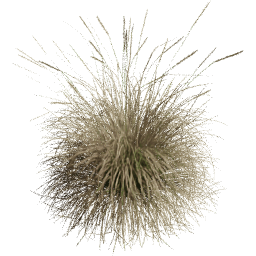 Muhlenbergia rigens D spring summer autumn
