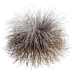 Muhlenbergia rigens D winter