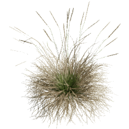 Muhlenbergia rigens E spring summer autumn