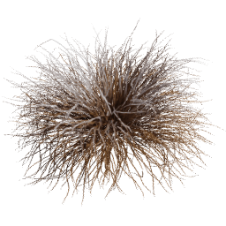 Muhlenbergia rigens E winter