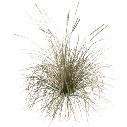 Muhlenbergia rigens F spring summer autumn