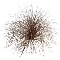 Muhlenbergia rigens F winter