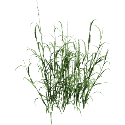 Phalaris arundinacea A spring