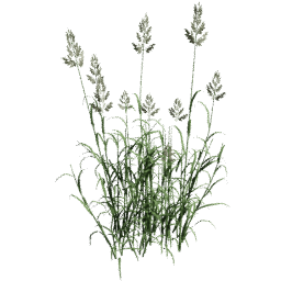 Phalaris arundinacea A summer autumn