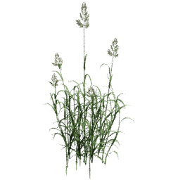 Phalaris arundinacea B summer autumn