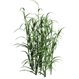 Phalaris arundinacea C spring