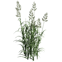 Phalaris arundinacea C summer autumn