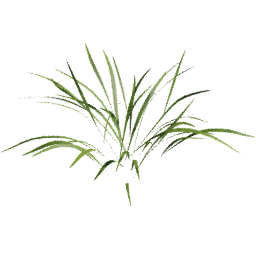 Poa trivialis A spring summer