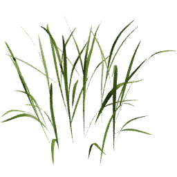 Poa trivialis B spring summer