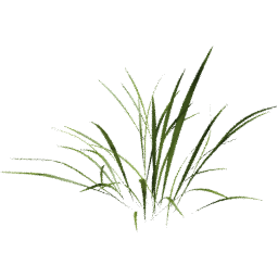 Poa trivialis C spring summer